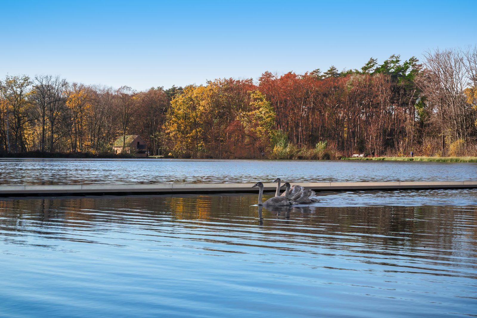 Vijver met zwanen in de natuur rond Genk in de herfst